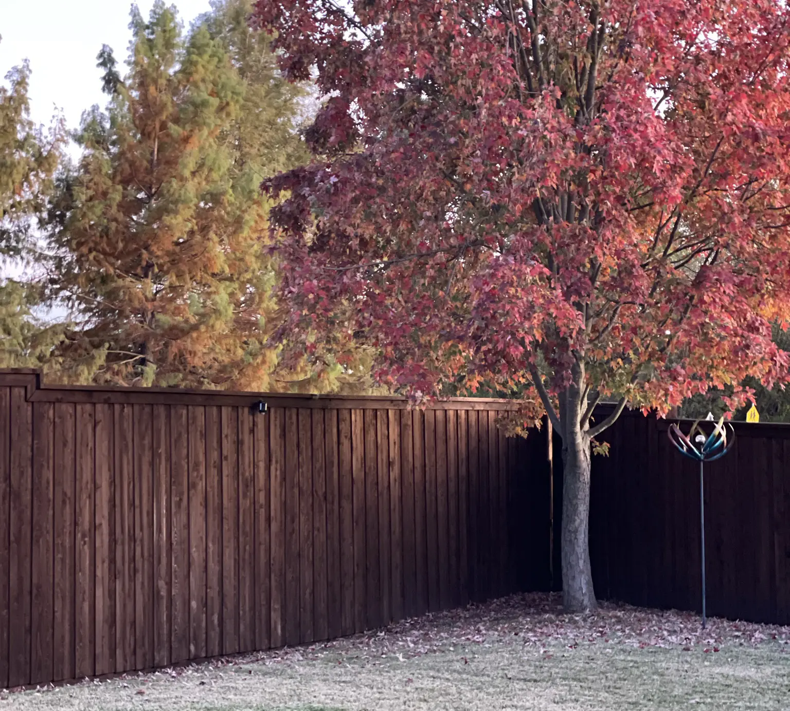 PaintMor Painters professional fence painting, stained brown wooden backyard fence in North Dallas.